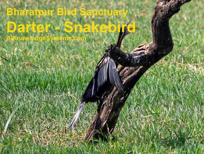 Darter - Snakebird (19) Coming Soon